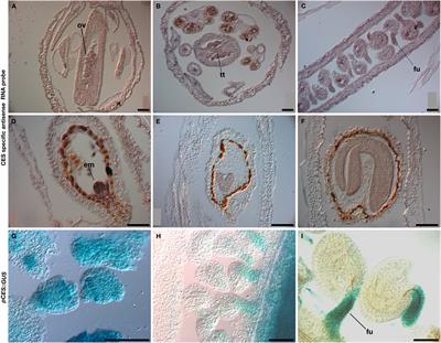 MADS-Box and <mark class="highlighted">bHLH Transcription Factors</mark> Coordinate Transmitting Tract Development in Arabidopsis thaliana
